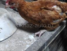 Цыплята любого возраста