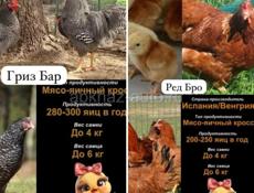 Суточные цыплята Редбро и Гризбар.