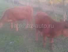 Теленки