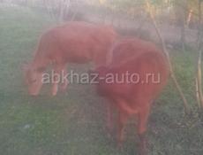 Теленки