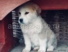 Щенки Алабая 