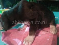 Алабай щенки