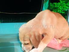 Алабай щенки