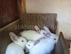 Кролики-белый великан.