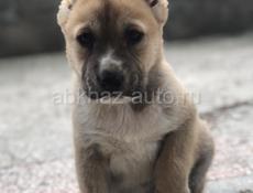 Алабай 