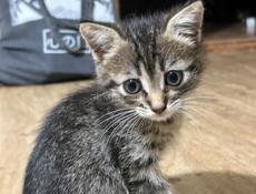 Отдаю котят в добрые руки.