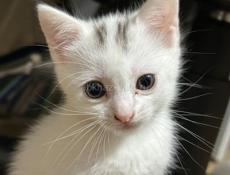 Отдаю котят в добрые руки.