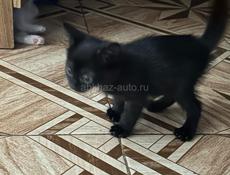 Отдаю котят в добрые руки.