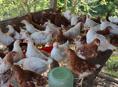 Продаю цыплят породы Ломан Браун им 2.5 месяца 