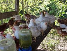 Продаю цыплят породы Ломан Браун им 2.5 месяца 
