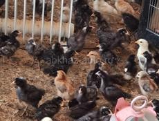 Продаю 3-х недельных цыплят разных пород