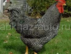 Продаю 3-х недельных цыплят разных пород