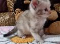 Котёнок