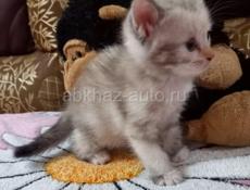 Котёнок