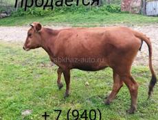 Карова 