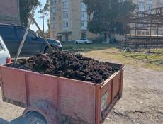 Продаю  карови  прошлогодний навоз для посадки огурцов помидор  и т.д.