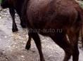 Продается годовалая телка