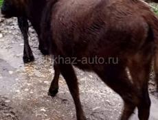 Продается годовалая телка