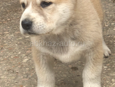 Алабай 