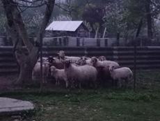Овцы🐑