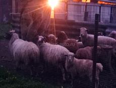 Овцы🐑