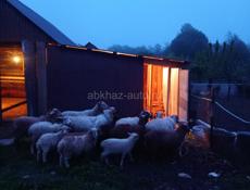 Овцы🐑