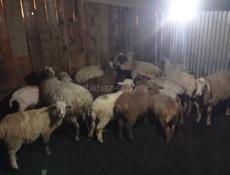Овцы🐑