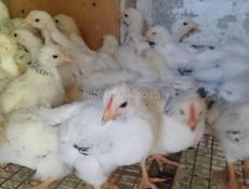 Продаются цыплята 1,5 мес мяса яичная породы