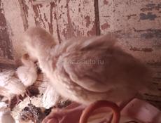 Продаются индюшата, 1 мес 