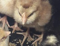 Продам 3-х суточных цыплят Лекбар+Араукана