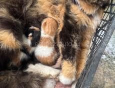 Отдаю кошку с котятами 