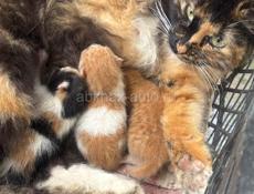 Отдаю кошку с котятами 