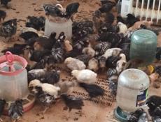 Продаю цыплят местных пород