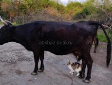 Продаю корову 