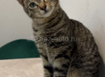 Кот в добрый руки