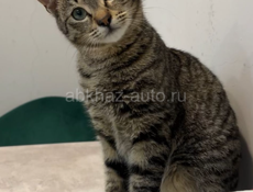 Кот в добрый руки