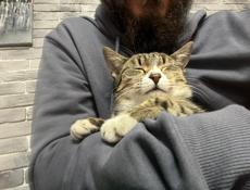 Ласковый кот