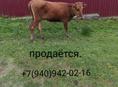 Карова 