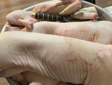 продаются духовочные поросята свежие чищеные