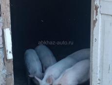 Продаются поросята 