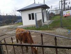 Звонить или писать на Вотсапп 7752026 Продается корова должна оттелиться в апреле  И бычок годовалый 