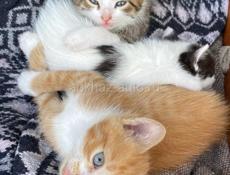 Котята