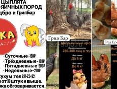 Редбро и Гризбар 