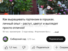 Корни Гортензии 