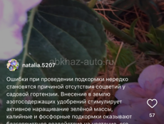Корни Гортензии 