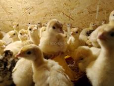 Продаются индюшата 7 дней