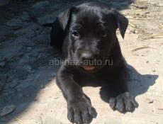Кане Корсо
