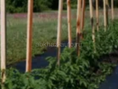 Колышки
