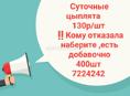 Суточные цыплята 