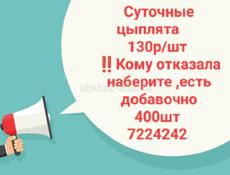 Суточные цыплята 